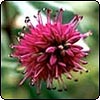 Hebes