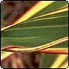 Flax Tricolor and Golden Hop