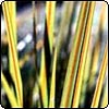  New Zealand Native Plants 