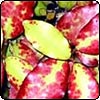 Pepper Tree