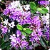 Purple Flowering Hebe