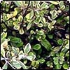 Cream and Green Variegated Corokia
