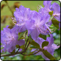 2011's Rhododendrons