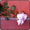 New Dawn Rose