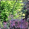  Summer Garden Growth 