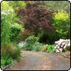  Maples and Rhododendrons 