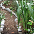 New Path in the Wattle Woods