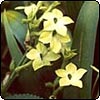 Nicotiana and Japanese Iris
