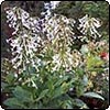  Nicotiana in Flower 
