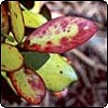 New Zealand Pepper Tree