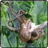  Cape Campbell - Wildlife 