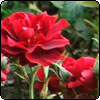  Opulence Rose 