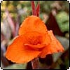 Orange Canna Lily
