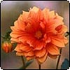  Orange Dahlias 