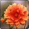 Soft Orange Dahlia