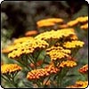 Achillea