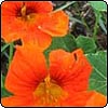  Orange Nasturtiums 