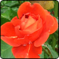 2011 February Week 2 - More