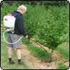 Working in the Orchard