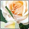 Organic Gardening