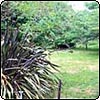  Pond Garden Lawn & Gunnera 