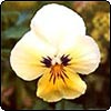 Cream Pansy