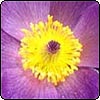  Pasque Flower (Pulsatilla) 