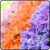 Pastel Sweet Pea Flowers