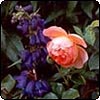  Roses in the Potager Garden 