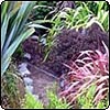 Cordyline Flax Garden