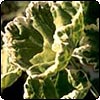 Variegated Pelargonium
