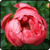 The Birthday Rose Garden