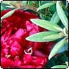 Middle Garden Peony