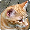 Nine Moosey Cats