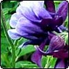 Aquilegias
