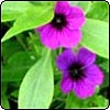 Perennial Geraniums