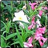  Penstemons 