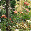 Pergola Roses in November