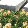  Garden Rose Pergola 