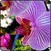 Phalaenopsis Jeanne Schreuder