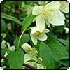  Philadelphus 