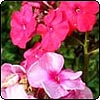 Pink Summer Phloxes