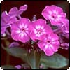 Dark Pink Phlox
