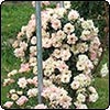 Roses in the Orchard