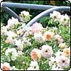 Phyllis Bide Rose