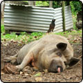 A Week in the Life of Mrs Pig