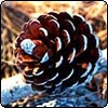 Pine Cone