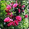 Bright Pink Camellia