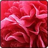 Raindrop on Camellia