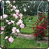  Reviewing my Old Roses 